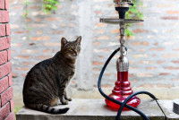 Un chat tigré assis à côté d'un narguilé