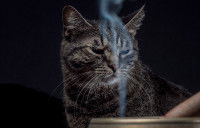 Un chat gris respire de la fumée sur un fond noir