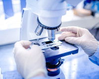 Un vétérinaire diagnostiquant un prélèvement de la gale auriculaire