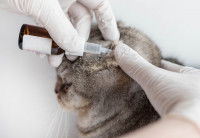 Un chat se faisant soigner de la gale auriculaire