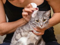 Une maitresse regardant les oreilles de son chat tigré