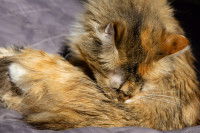 Un chat se lèche et se mord la queue