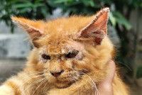 Un chat roux atteint de gale