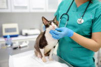 Une vétérinaire examine un Cornish Rex dans son cabinet