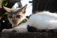Un chat blanc atteint de gale sarcoptique au niveau de la tête et des pattes