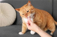 Une femme donne un médicament à un chat roux