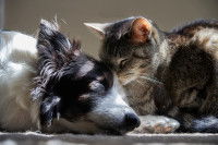Un chien et un chat dorment côte à côte