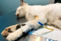 Chat placé sous perfusion
