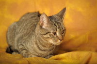 Un chat avec un glaucome couché dans un divan