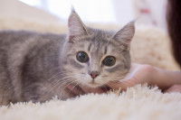 Un petit chat tigré se fait caresser le cou par sa maîtresse