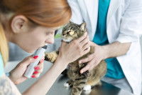 Un vétérinaire analyse l'état de l'œil d'un chat tigré