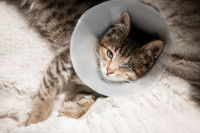 Un chat tigré souffrant d'un glaucome avec une collerette