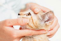 Un vétérinaire examine les yeux d'un chat roux tigré