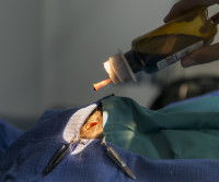 Un vétérinaire désinfecte l'œil d'un chat prêt pour l'opération