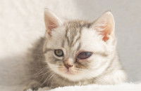 Un petit chaton avec un glaucome à l'oeil gauche