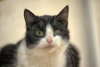 Un chat noir et blanc avec un glaucome à l'œil gauche