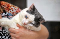 Un chat gris et blanc dans les bras de sa maîtresse