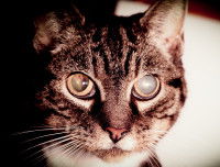 Un chat gris atteint d'un glaucome à l'oeil gauche