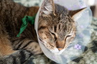 Un chat avec une collerette se repose après une opération