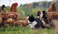 Un chat noir et blanc assis au milieu des poules