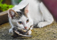 Un jeune chat tient un oiseau mort dans sa gueule