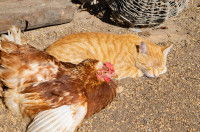 Un chat roux dort dans une ferme à côté d'une poule