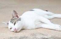 Un chat malade est couché sur le sol