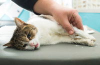 Un chat malade est couché sur le côté