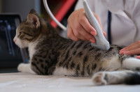 Un vétérinaire réalise une échographie sur un chat tabby