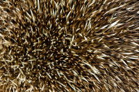 Les &eacute;pines d'un h&eacute;risson en gros plan