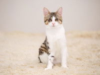 Un chat avec de l'herpèsvirose a des croûtes sur les yeux