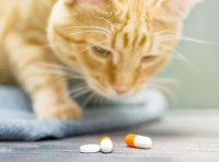 Un chat roux regarde des médicaments posés sur le sol