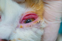 Chat touché par une kérato-conjonctivite