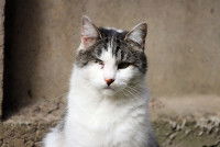 Un chat avec des yeux atteints par l'herpèsvirose