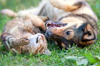 Un chien et un chat jouant dans l'herbe