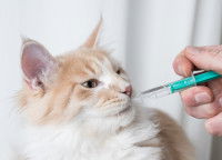 Un chat recevant un traitement via une seringue