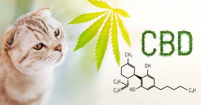 L'huile de cannabidiol (ou CBD) pour les chats