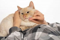 Chat beige couché sur son maitre se fait caresser