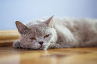 Chat couché atteint d'hypercorticisme