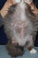 Problèmes cutanés chez un chat causé par l'hypercorticisme