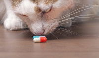 Chat inspectant et reniflant une pilule
