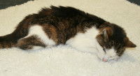 Chat qui dort sur une moquette