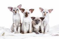 Un groupe de chatons Siamois sur un fond blanc