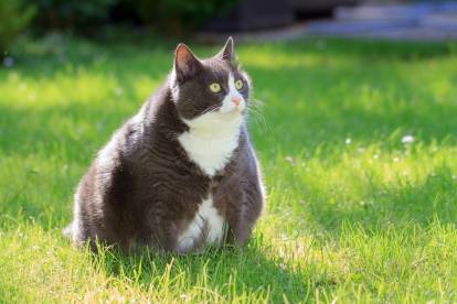 L Hypertension Chez Le Chat Symptomes Traitement Esperance De Vie