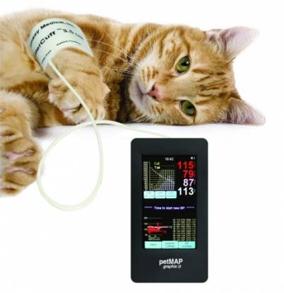 L Hypertension Chez Le Chat Symptomes Traitement Esperance De Vie