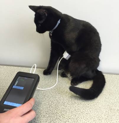 L Hypertension Chez Le Chat Symptomes Traitement Esperance De Vie