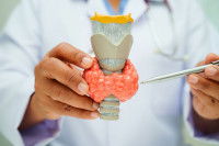 Un vétérinaire montre un modèle de thyroïde avec des tumeurs