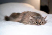 Un chat malade est allongé sur son lit