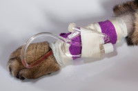 Un chat avec une perfusion dans la patte avant