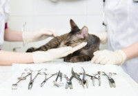 Un chat sur une table d'opération devant des instruments chirurgicaux